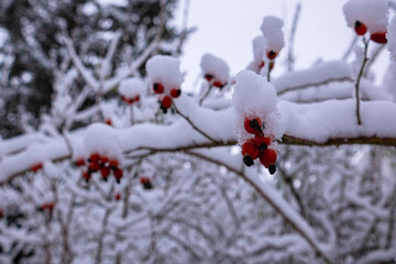 Hawthorn tree with fruits with adhering snow.