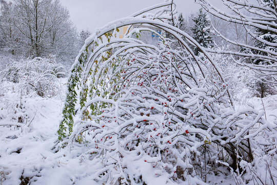 Rosehip bush with fruits with adhering snow. The branches of the Rose hip bent under the weight of the snow and bright red fruits. Common rose haw in winter.