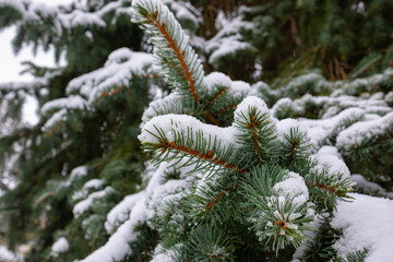 Spruce branches under the snow on a winter day