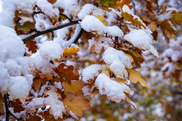 Oak branch with yellow leaves under the adhering snow.