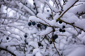 Obraz premium Wild plum tree with fruits under a lush layer of snow