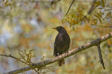 Blackbird Against Blue Sky. High quality photo.