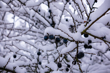 Wild plum tree with fruits under a lush layer of snow