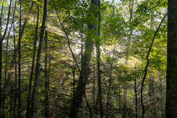 Fototapeta na wymiar Sunshine Rays poking through a gorgeous green forest