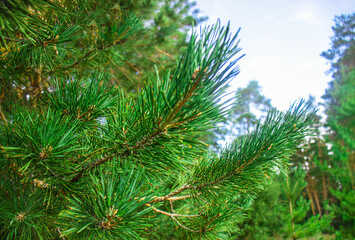 Pine branches close-up, pine forest
