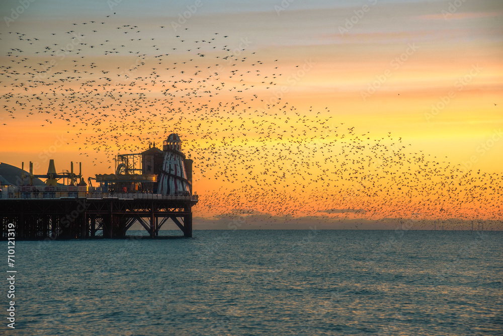 Wall mural the starling murmuration over brighton pier at dusk