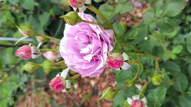 Blooming lavender rose surrounded by purple flower-buds in summer garden. Beautiful pale mauve colour floribunda rose Novalis swaying in the wind. Natural background. Landscape gardening concept
