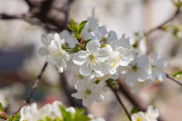 Fototapeta premium Blooming cherry tree in the garden. Spring seasonal of growing plants. Gardening concept