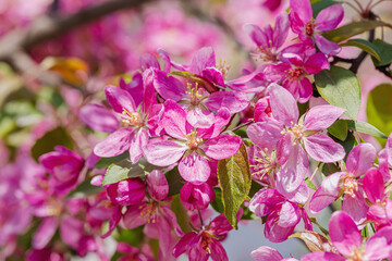 Blooming cherry tree in the garden. Spring seasonal of growing plants. Gardening concept