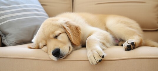 Cute dog peacefully snoozing on a cozy sofa with ample space on the left top for text overlay