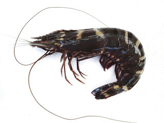 fresh tiger shrimp on white background