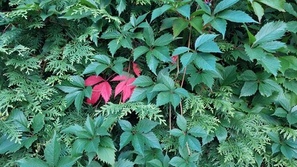 Czerwono-zielony kontrast w liściach bluszczu.