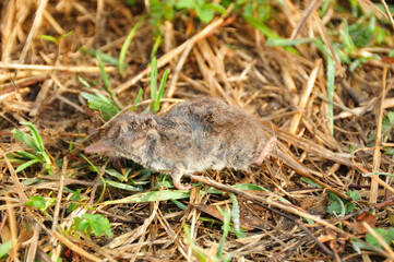 A dead shrew (Sorex araneus) on grass