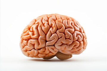 Fototapeta premium Realistic human brain isolated on white background, illustrating neurobiology and cognition