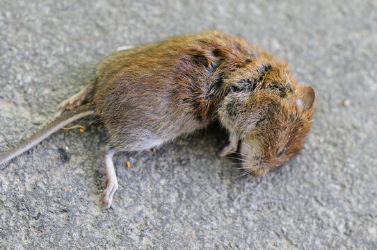 A dead Field vole (Microtus agrestis) on ground
