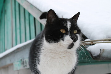 Cat on the roof