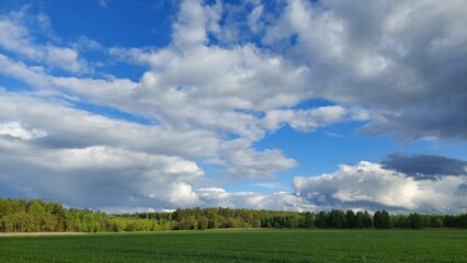 Zielone pola na tle błękitnego nieba z obłokami. - obrazy, fototapety, plakaty