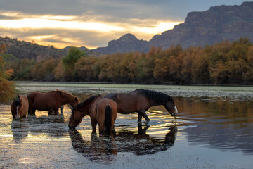Liver chestnut stallion with his small band of wild horses grazing on underwater grass at sunset in...