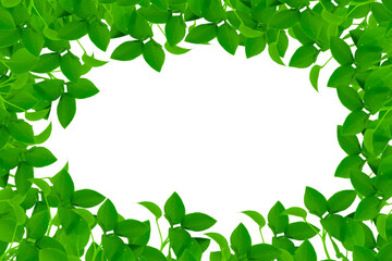 Green fresh leaves border frame with space for copy. Summer leaf on transparent or white background
