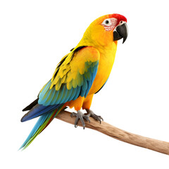 Sun Conure parrot isolated on transparent background