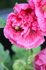 Bee and pink hollyhock flower, spring summer season