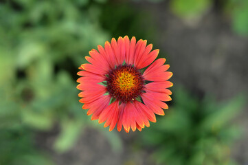 Gaillardia burgundy flower, macro image, top view