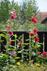Hollyhock flowers in the garden, close up