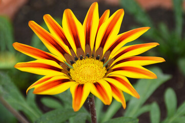 Gazania flower in summer garden, close up