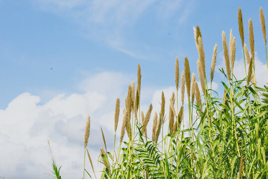 Green tall reeds and blue sky with fluffy clouds background, serene and calm atmosphere