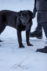 black labrador retriever in winter