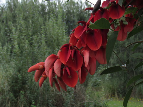 Racimo de flores y pimpollos de ceibo