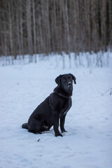 black labrador retriever in snow