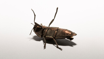 Perotis lugubris is a genus of beetles in the family Buprestidae.The insect is a parasite.