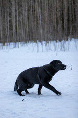 black labrador retriever in winter