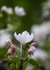 Apple tree blossoms in spring day. Delicate flowers.