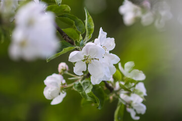 Apple tree in full bloom at spring.