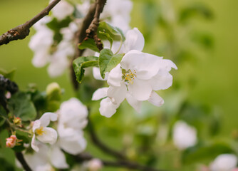 Apple tree blossoms in spring day. Delicate flowers.
