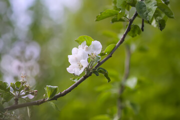 Apple tree blossoms in spring day. Delicate flowers.