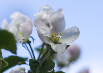 Fototapeta na wymiar Apple tree blossoms in spring day. Delicate flowers.
