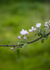Apple tree blossoms in spring day. Delicate flowers.