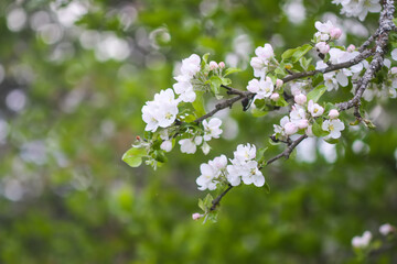 Apple tree blossoms in spring day. Delicate flowers.