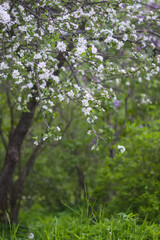 Apple tree blossoms in spring day. Delicate flowers.