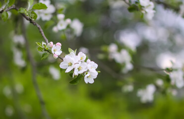 Apple tree blossoms in spring day. Delicate flowers.