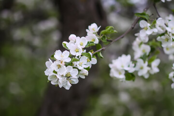 Apple tree blossoms in spring day. Delicate flowers.