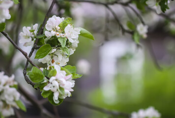 Apple tree blossoms in spring day. Delicate flowers.