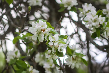 Apple tree blossoms in spring day. Delicate flowers.