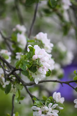 Apple tree blossoms in spring day. Delicate flowers.