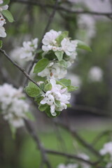 Apple tree blossoms in spring day. Delicate flowers.