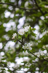 Apple tree blossoms in spring day. Delicate flowers.