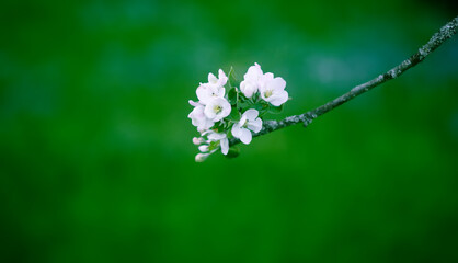 Apple tree blossoms in spring day. Delicate flowers.